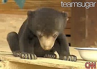 Baby Bear Falls Asleep